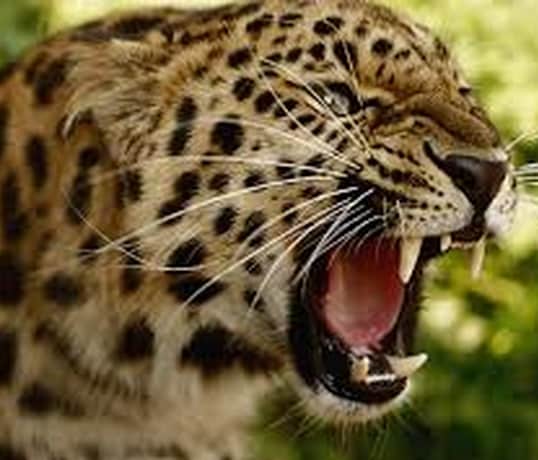 Contoh Report Text About Jaguar Dan Artinya Terbaru