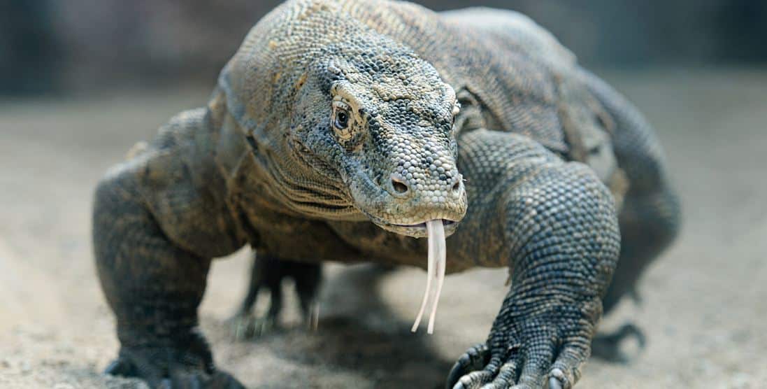 Contoh Report Text About Komodo Terbaru